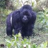 Gorilla Trekking in Uganda Vs Rwanda or DR Congo